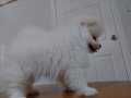 2.5 Aylık Pomeranian Boo/Güney Kore Üretimi