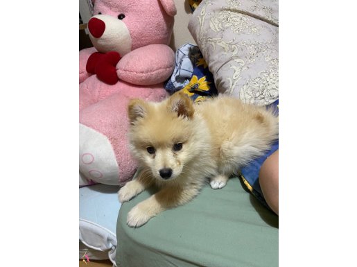 Pomeranian stipz 3 aylık iç dış parazit yapıldı