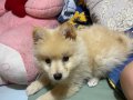 Pomeranian stipz 3 aylık iç dış parazit yapıldı