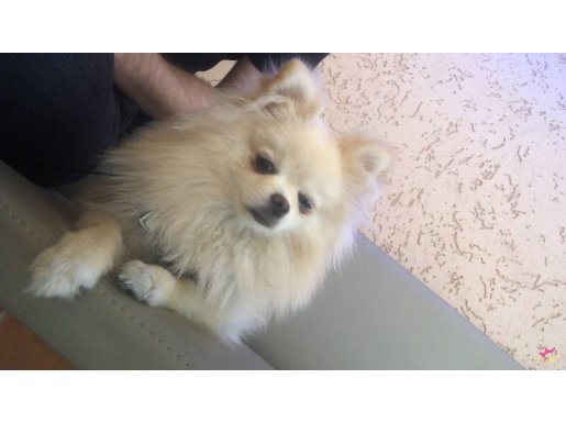 Hera pomeranian spitz