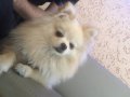 Hera pomeranian spitz