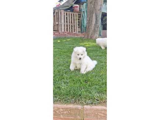 Eşsiz Samoyed Yavrular