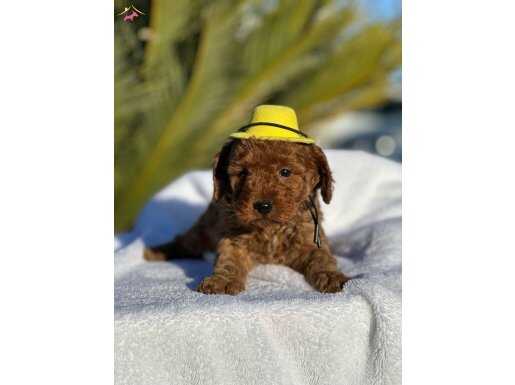 Göz alıcı Toy Poodle Yavrular