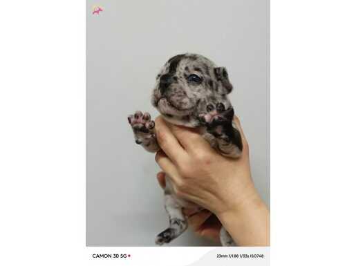 Egzotik French Bulldog Yavrular 