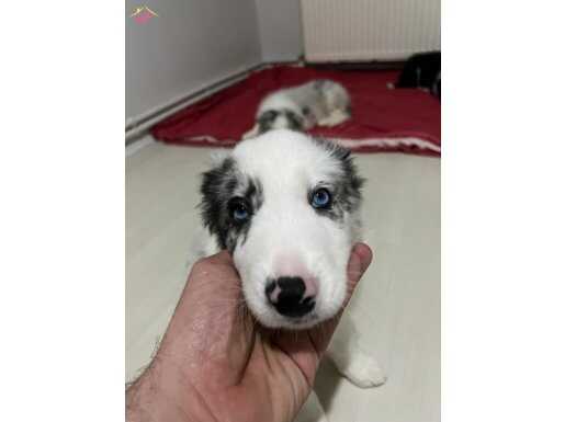 Güzel mi güzel Border Collie Yavrularımız