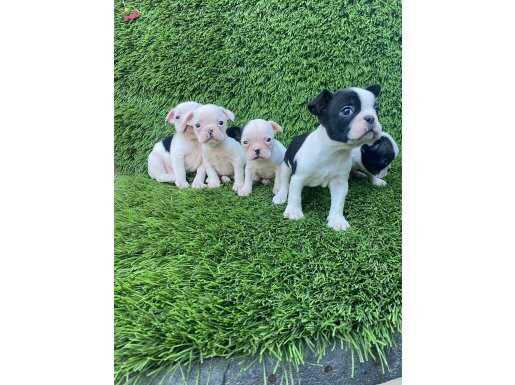 French Bulldog Yavrular 