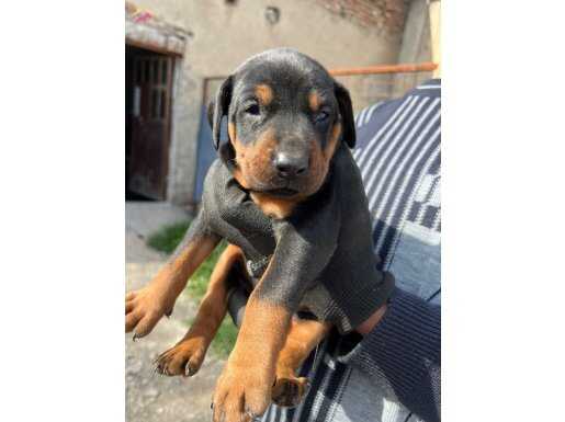 Karizmatik Doberman Yavrular 