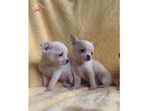 Tatlı mı Tatlı Chihuahua Yavrular