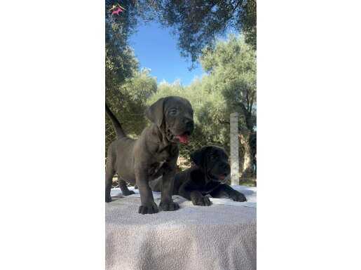 Etkileyici Cane Corso Yavrular 