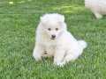 Eşsiz Samoyed Yavrular