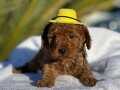 Göz alıcı Toy Poodle Yavrular