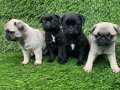 Sevimli Pug Yavrular 