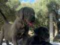 Etkileyici Cane Corso Yavrular 