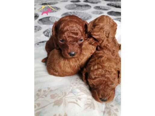 Bir erkek ve bir dişi poodlemiz