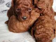 Bir erkek ve bir dişi poodlemiz