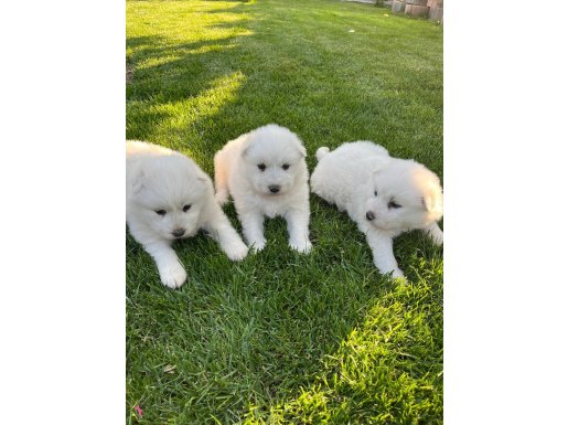 4.NESİL SAMOYED YAVRULARI 