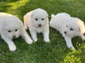 4.NESİL SAMOYED YAVRULARI 