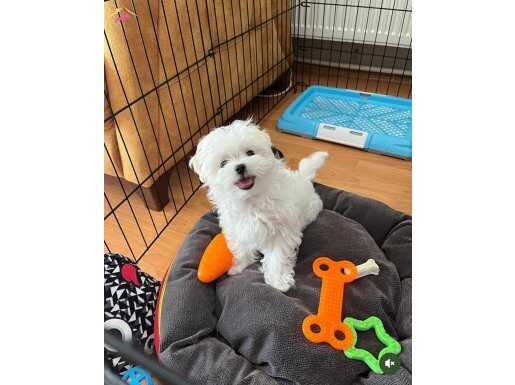 TEACUP KOREAN MALTESE TERRİER YAVRULAR
