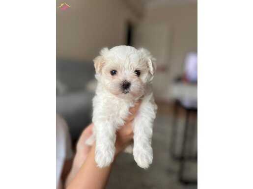 KOREAN TEACUP MALTESE TERRİER