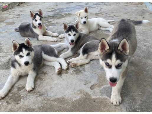 Dünyalar Güzeli Safkan Husky Yavrularımız 