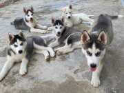 Dünyalar Güzeli Safkan Husky Yavrularımız 