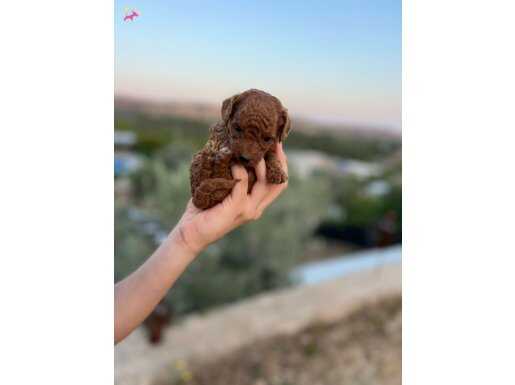 BÜYÜMEYEN TÜY DÖKMEYEN TOY POODLE YAVRULAR