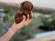 BÜYÜMEYEN TÜY DÖKMEYEN TOY POODLE YAVRULAR