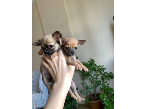 Orijinal Chihuahua Kardeşler Yeni Yuvasını Arıyor