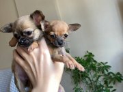 Orijinal Chihuahua Kardeşler Yeni Yuvasını Arıyor