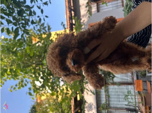 Poodle - Toy core 0 numara