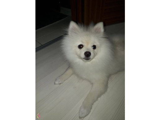 Pomeranian boo  cinsi yavrumuz yeni yuvasini ariyor.
