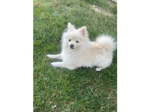9 aylık pomerian boo 