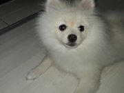 Pomeranian boo  cinsi yavrumuz yeni yuvasini ariyor.