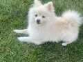 9 aylık pomerian boo 