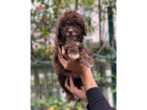 Çikolata rengi toy poodle 2 aylık 