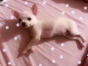 Erkek 7 aylık chihuahua