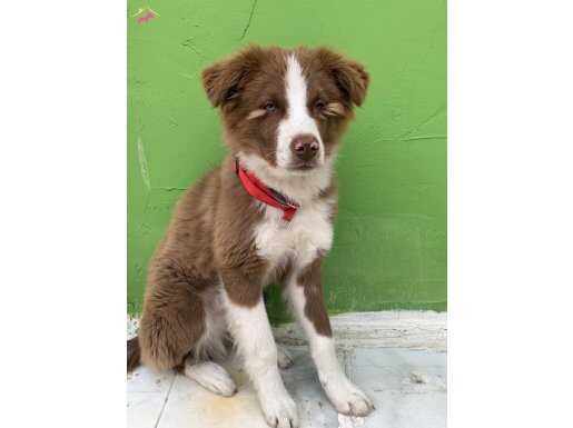 Yeşil gözlü 6 aylık kahverengi beyaz Border Collie 
