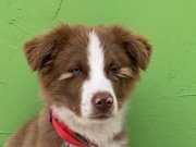 Yeşil gözlü 6 aylık kahverengi beyaz Border Collie 