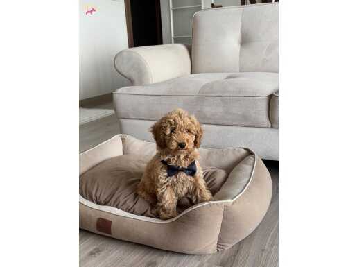 4 AYLIK TOY POODLE OĞLUMUZA SICAK BİR YUVA ARIYORUZ.