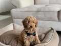 4 AYLIK TOY POODLE OĞLUMUZA SICAK BİR YUVA ARIYORUZ.