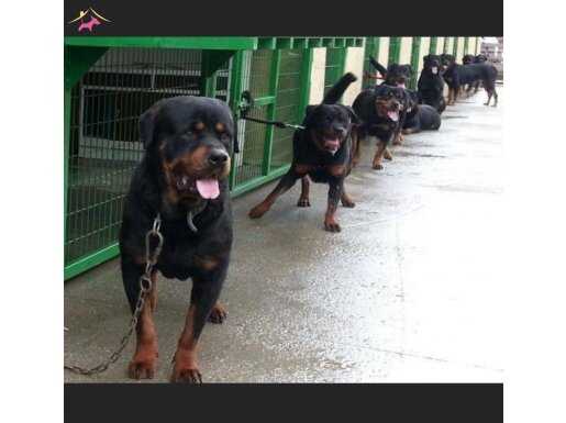 Safkan  rottweiler yavruları 