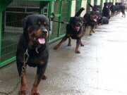 Safkan  rottweiler yavruları 