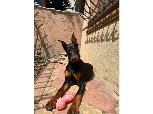 8 aylık estetikli dişi doberman