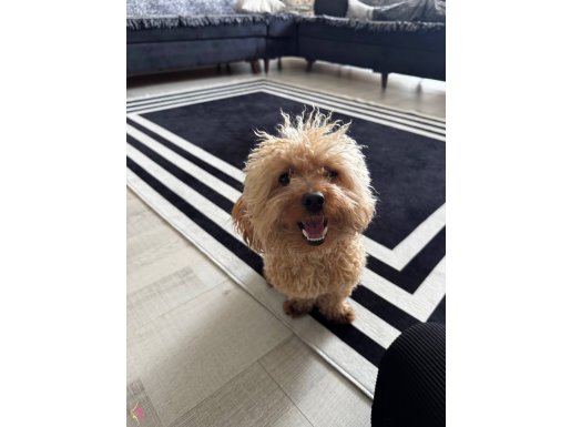 Maltipoo-Erkek- İstanbul İçi-Acil