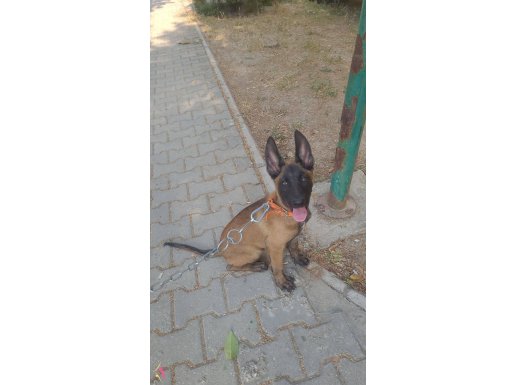 SAFKAN Belçika 