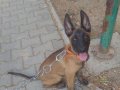 SAFKAN Belçika 