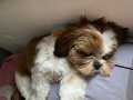 Maltipoo 4 aylık 