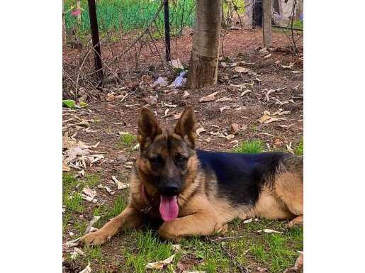 Orjinal dişi K9 alman kurdu aşılı ve sağlıklı