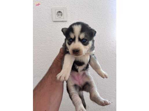 Anne baba orijinal husky