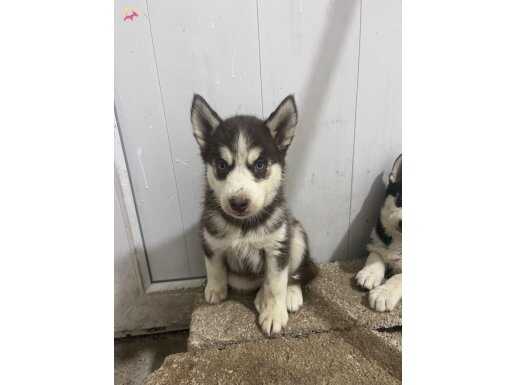 Orijinal Romanya Soylu Safkan 4 Dişi Husky Mavi Gözlü 45Günlük
